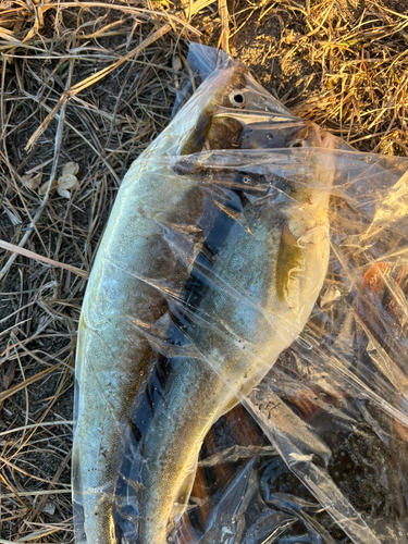 コマイの釣果