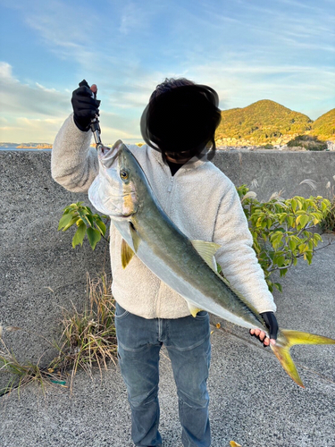 ヒラマサの釣果