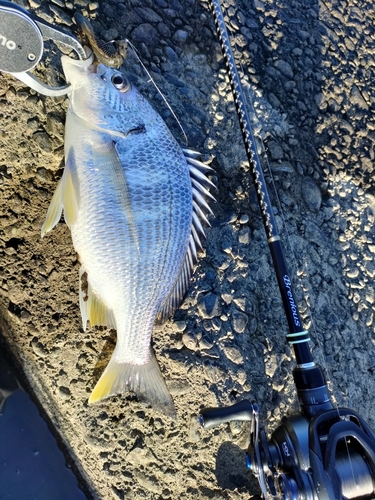 キビレの釣果