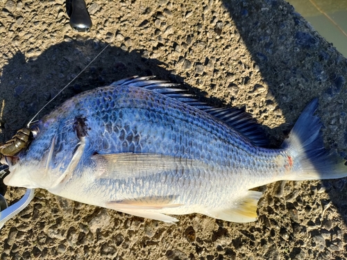 キビレの釣果