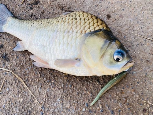 フナの釣果