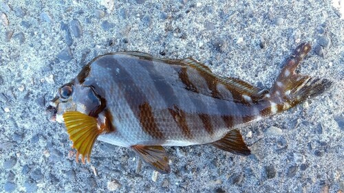 タカノハダイの釣果