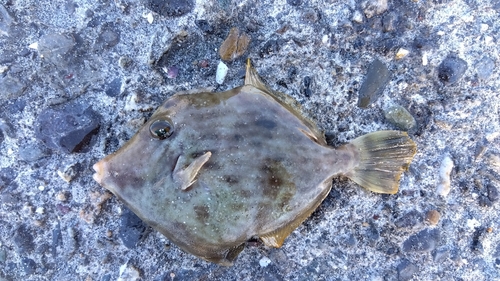 表浜名湖