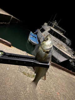 セイゴ（マルスズキ）の釣果