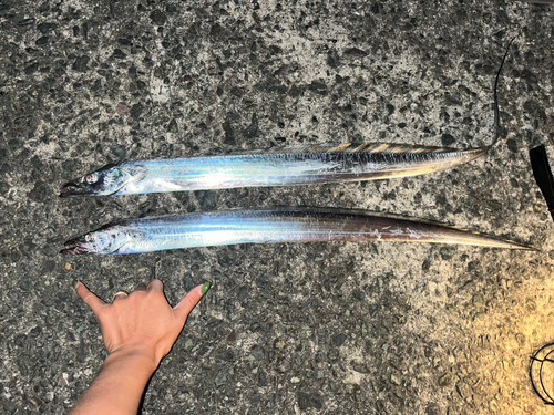 タチウオの釣果