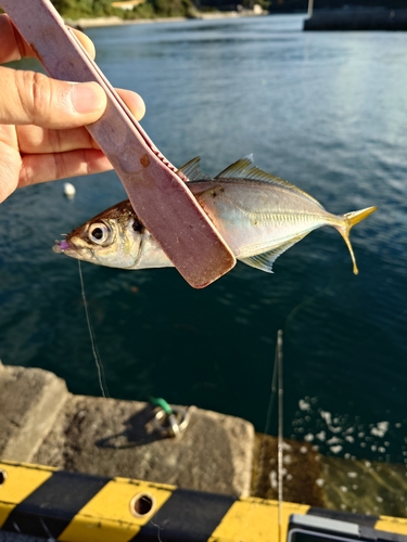 マアジの釣果