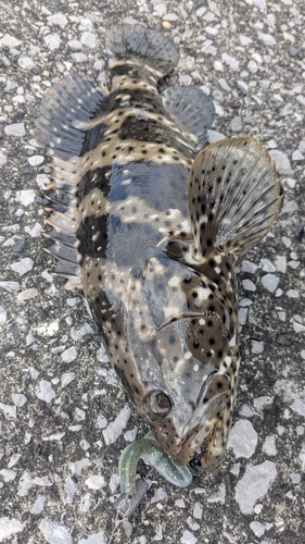 ヤイトハタの釣果