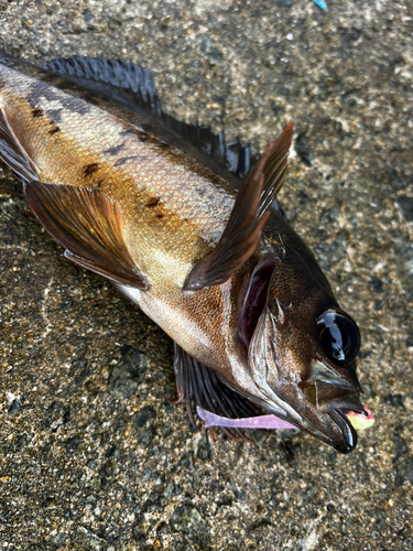 クロメバルの釣果