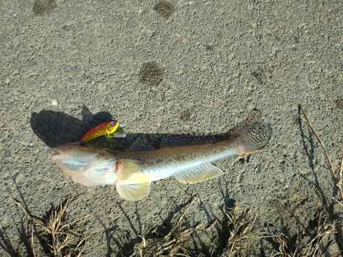 マハゼの釣果