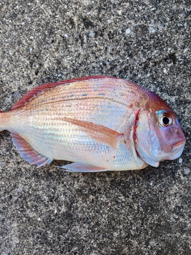 チダイの釣果