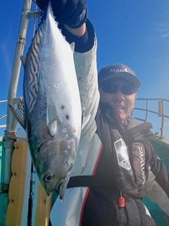 スマガツオの釣果