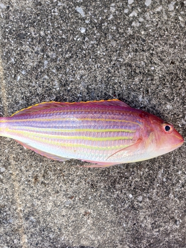 イトヨリダイの釣果