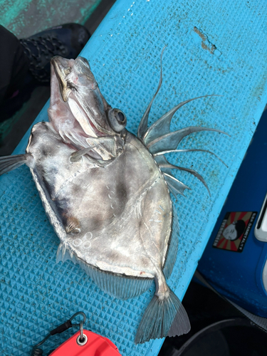 カガミダイの釣果