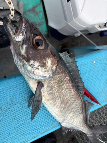 スミヤキの釣果