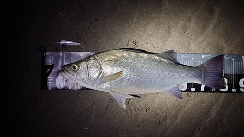 ヒラスズキの釣果