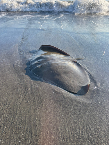 ツバクロエイの釣果