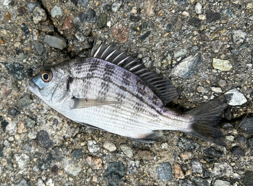 チヌの釣果