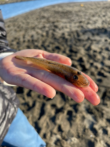 マハゼの釣果