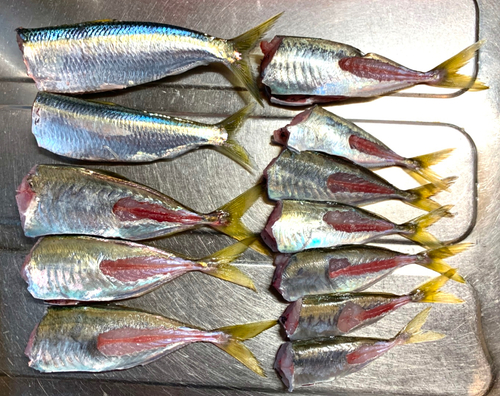 アジの釣果