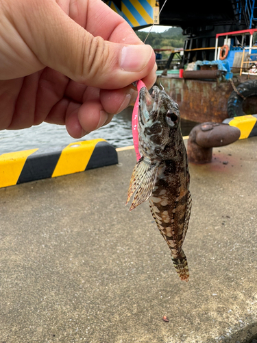 アナハゼの釣果