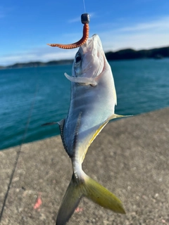 ギンガメアジの釣果