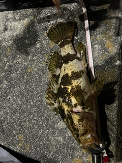 ベッコウゾイの釣果