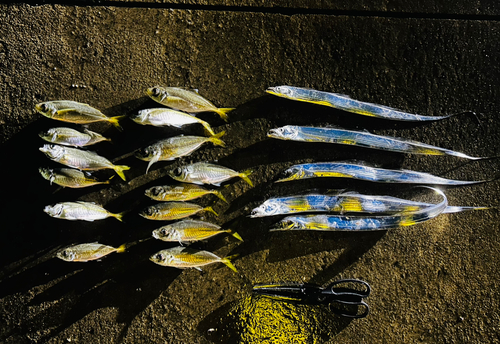 タチウオの釣果