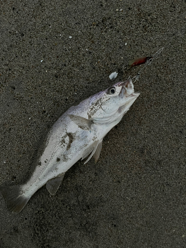 ニベの釣果