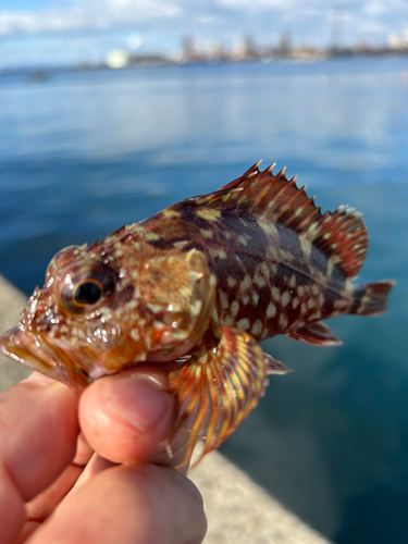 ガシラの釣果