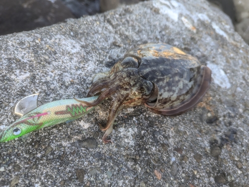 コウイカの釣果