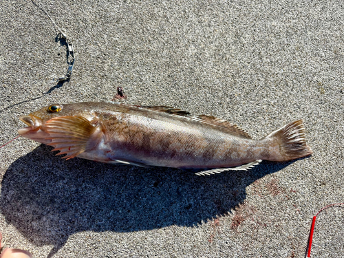 アイナメの釣果