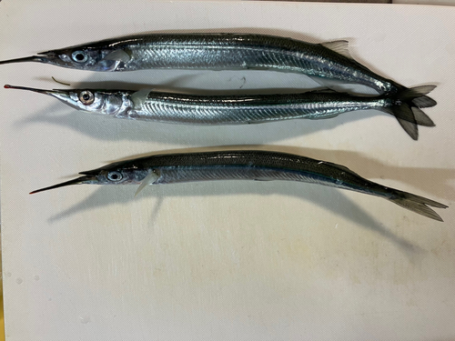 サヨリの釣果