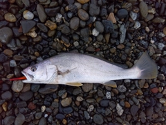 ニベの釣果