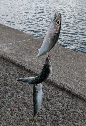 サバの釣果