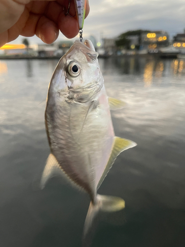 メッキの釣果