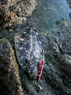 ヒラメの釣果