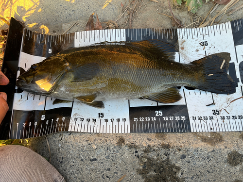 スモールマウスバスの釣果