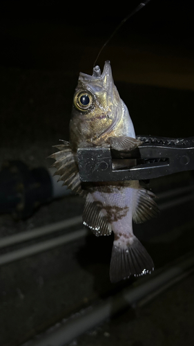 シロメバルの釣果