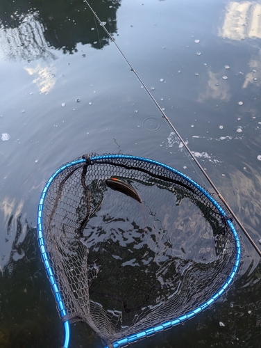 ニジマスの釣果