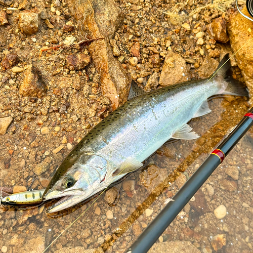 サクラマスの釣果