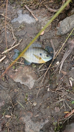 ブルーギルの釣果