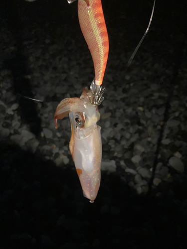 ケンサキイカの釣果