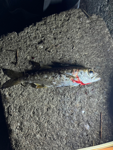 東京湾（アクアライン〜富津）