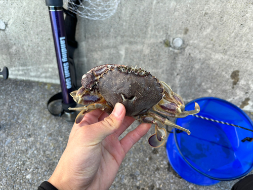 ヒラツメガニの釣果