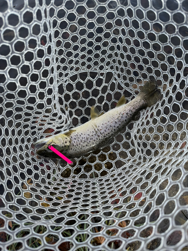 ブラウントラウトの釣果