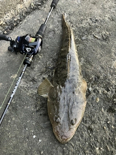 マゴチの釣果