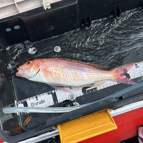 イトヨリダイの釣果