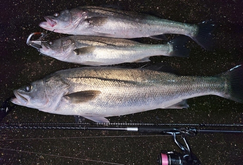 シーバスの釣果