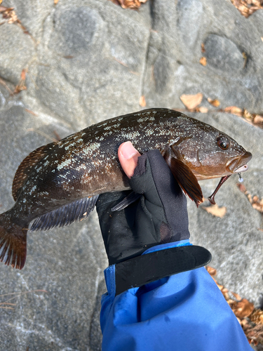 アイナメの釣果