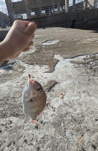 タイの釣果